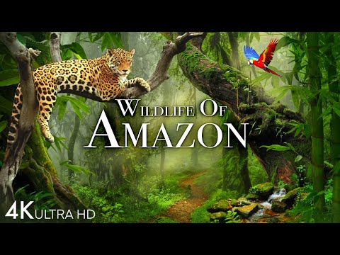 Wildlife of Amazon 4K - Animals That Call The Jungle Home | Amazon Rainforest | Relaxation Film