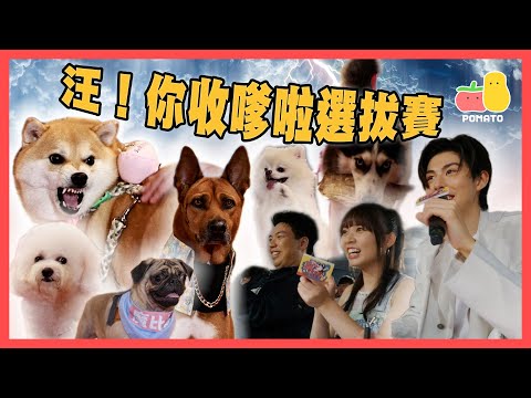 【毛孩召集🐶】汪！你收嗲啦選拔賽！🔥邊隻狗狗可以成為新一代「收嗲狗」？｜Pomato 小薯茄