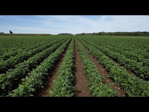 Manage Weeds on Your Farm: Blind Cultivation at the Martens Farm