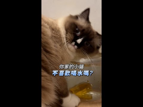 貓咪不愛喝水怎麼辦？一顆肉骨餅就搞定！ft. Migi 咪吉