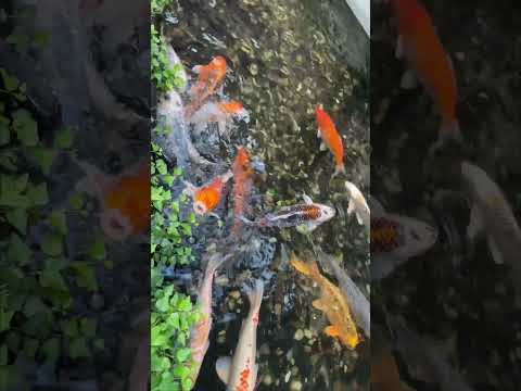 Koi carps