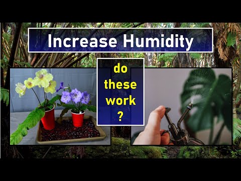 Best Way to Increase Humidity for Indoor Plants