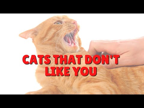 Cats That Hate To Be Held | Two Crazy Cat Ladies