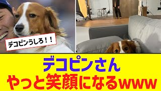 【朗報】大谷の犬デコピン、やっと笑顔になるｗｗｗｗｗ【なんJ反応】