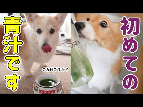 【飲める？】青汁をあげたらまさかの展開に！