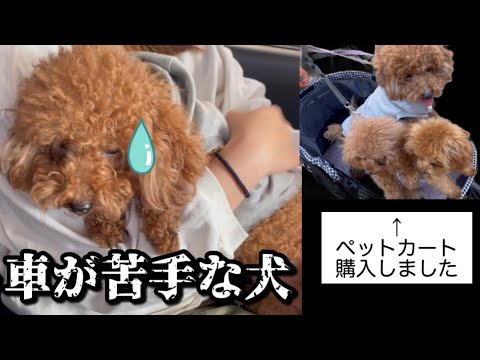 車が苦手な犬が車に乗りました。ついにペットカート購入です♡