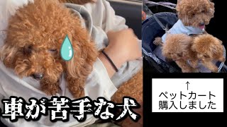 車が苦手な犬が車に乗りました。ついにペットカート購入です♡