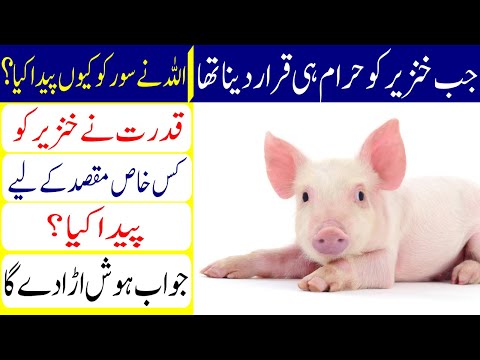 Reason For Creation of Pig | Pig Ko Allah Ne Kiun Paida Kia? |  Why Allah Create Pig?-Sajjad Ali TV