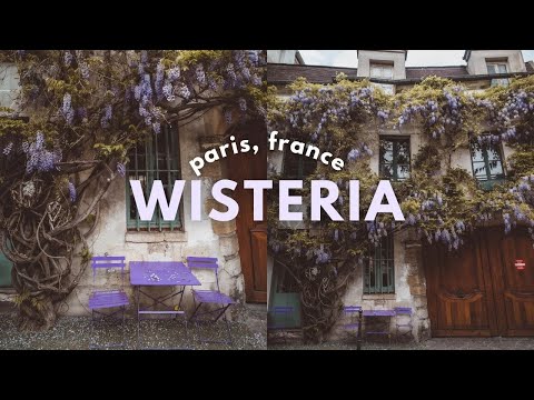 WISTERIA IN PARIS 💜 (better than cherry blossom season?)