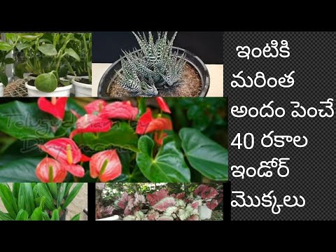 40 రకాల ఇండోర్ మెుక్కలు/Indoor plants with names/Telugudanam by Divyavarma