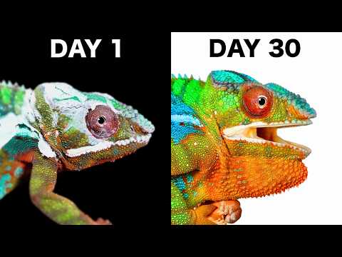 When a Chameleon Trusts You…