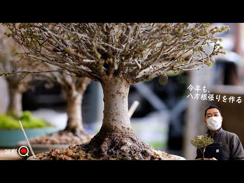 Good zelkova starts with nebari! Making a zelkova tree [Bonsai Q]