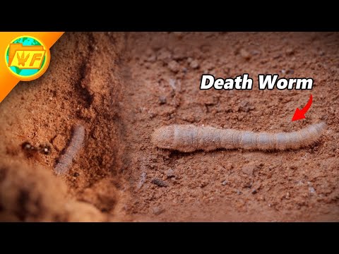 Venomous SAND WORM Strikes Like a Cobra!