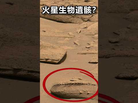 火星史前海洋巨獸的遺骸？最新火星詭異照片!