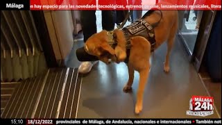 🔴Noticia - Los perros grandes podrán viajar en el AVE desde Málaga