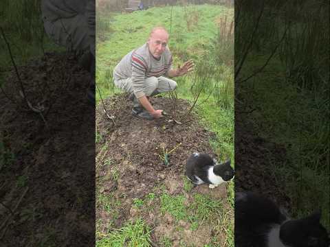 Pruning Hybrid T Roses 🌹 #gardening #adventure #roses #cat #ideas #motivation #mud #permaculture