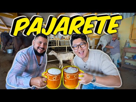 PROBANDO PAJARETE por PRIMERA VEZ