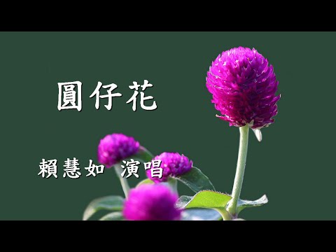 圓仔花                                                                                 賴慧如  演唱