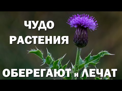 Чудо растения нас оберегают и лечат