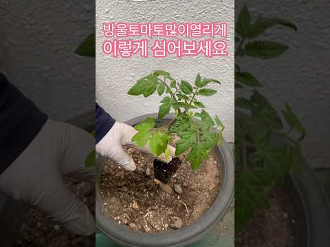 방울토마토모종 제대로심기 #shorts