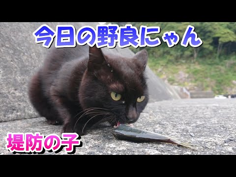 海辺の野良猫魚丸かじり！今日の野良にゃんと飼い猫アメショー