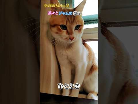 穏やかな朝の猫たち　#cute #三毛猫#茶トラ#猫のいる暮らし