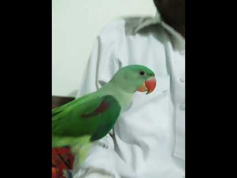 #lovebird #parrot #saleupdate  subscribe chanal