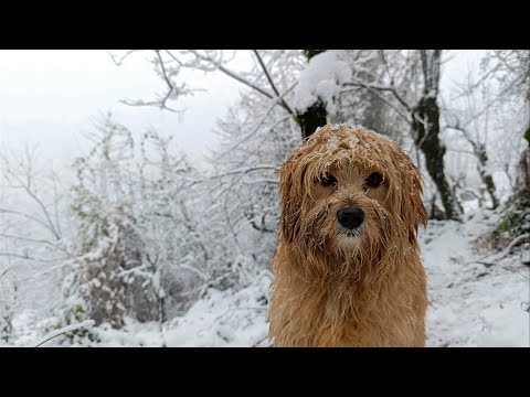 Solo Camp = I went to the mountains with my dog ​​Mr. Sheng and Jo in the cold and snowy weather