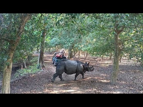 Pobitora Wildlife Sanctuary#Morigaon, Assam @tenchisatv944