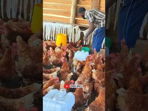 Earning millions from poultry keeping as a retired Engineer#chicken #poultryfarming #poultryfarming