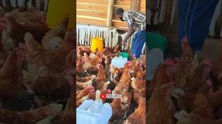 Earning millions from poultry keeping as a retired Engineer#chicken #poultryfarming #poultryfarming