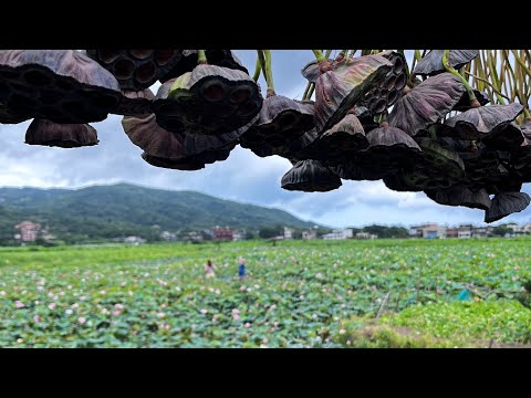 金山清水荷花、老街中山公園泡腳、基隆蝶客花園賞鯨、夜訪野柳燈光秀一日遊。