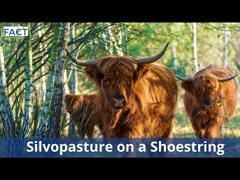 Silvopasture on a Shoestring