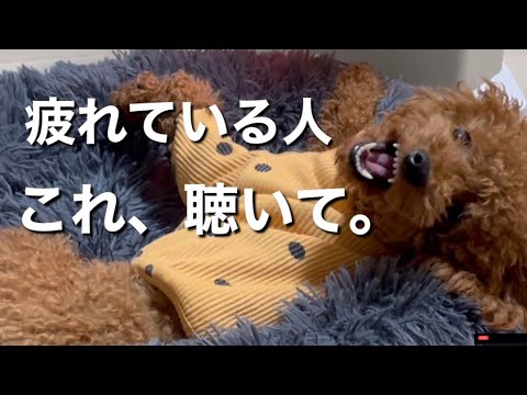 疲れているあなたへ贈る歌【トイプードル】