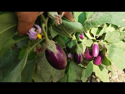 pressure cooker me  methi aur beetroot  ki new recipe /beetroot sag recipe कभी खून की कमी नही होगी