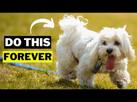 8 Things You Should Forever Do With A Shih Tzu Dog