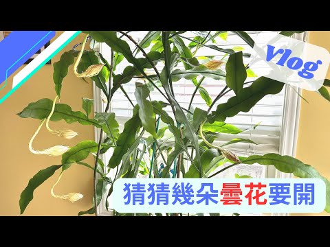 【老貓花事】靜待花開—— 曇花（昙花）八個花苞待放  #vlog #曇花 #昙花一现 #昙花 #queenofthenight