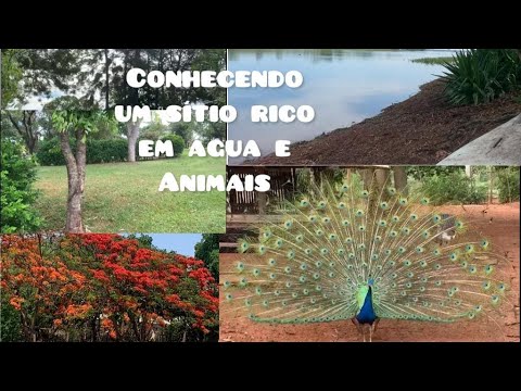 Conhecendo um sítio rico em água + Animais + Pavão!