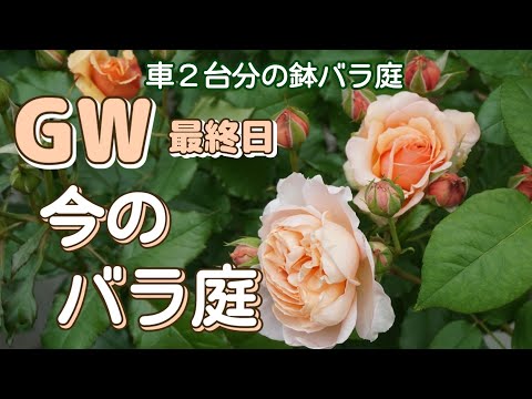 【鉢栽培】2022年5月7日、8日の🌹庭