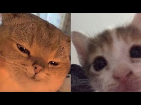 BEST FUNNY MEMES WITH CATS COMPILATION 14