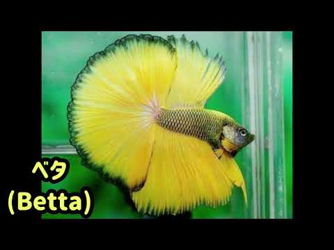 ベタ (Betta)