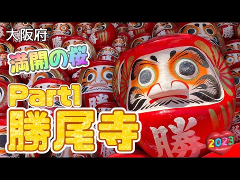 【行った気分】勝尾寺 満開の桜と勝ちダルマ 西国三十三所 二十三番 Katsuo-ji Temple Daruma dolls with cherry blossoms