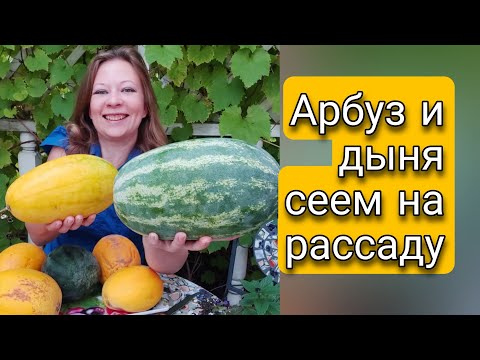 Сеем на рассаду арбуз Огонек и дыню Колхозница | Выращивание арбуза и дыни из семян