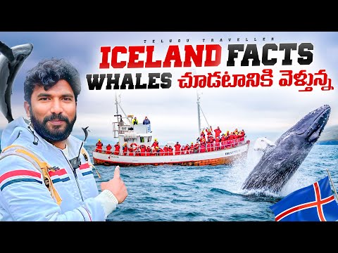 Whale Watching in Iceland | Iceland Facts | Telugu Traveller