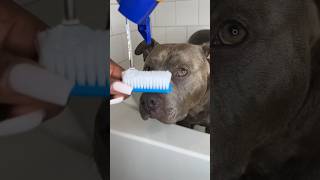 Dog Grooming ASMR #viral #asmr #doggrooming #dogbath #satisfying