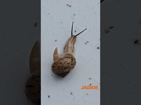 An Innovative Snail and Slug Control Method 혁신적 달팽이 방제법 #slugcontrol #달팽이방제 #jadam