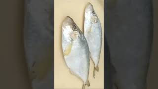 Katti Fish