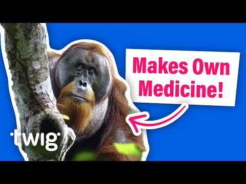 This Orangutan Uses a Special Method to Heal its Wound! | Twig Science Reporter