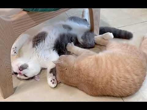 Hilarious Cat Footage - Uncovering the Surprising Cat Treading Phenomenon!😂🐾