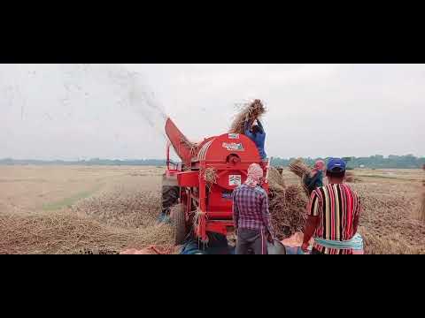 মেশিন দিয়ে ধান ঝাড়াই I krishak bandhu I paddy harvesting I farmer work in field I #agriculture